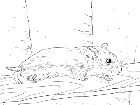 Roborovski Dwarf Hamster Coloring Page